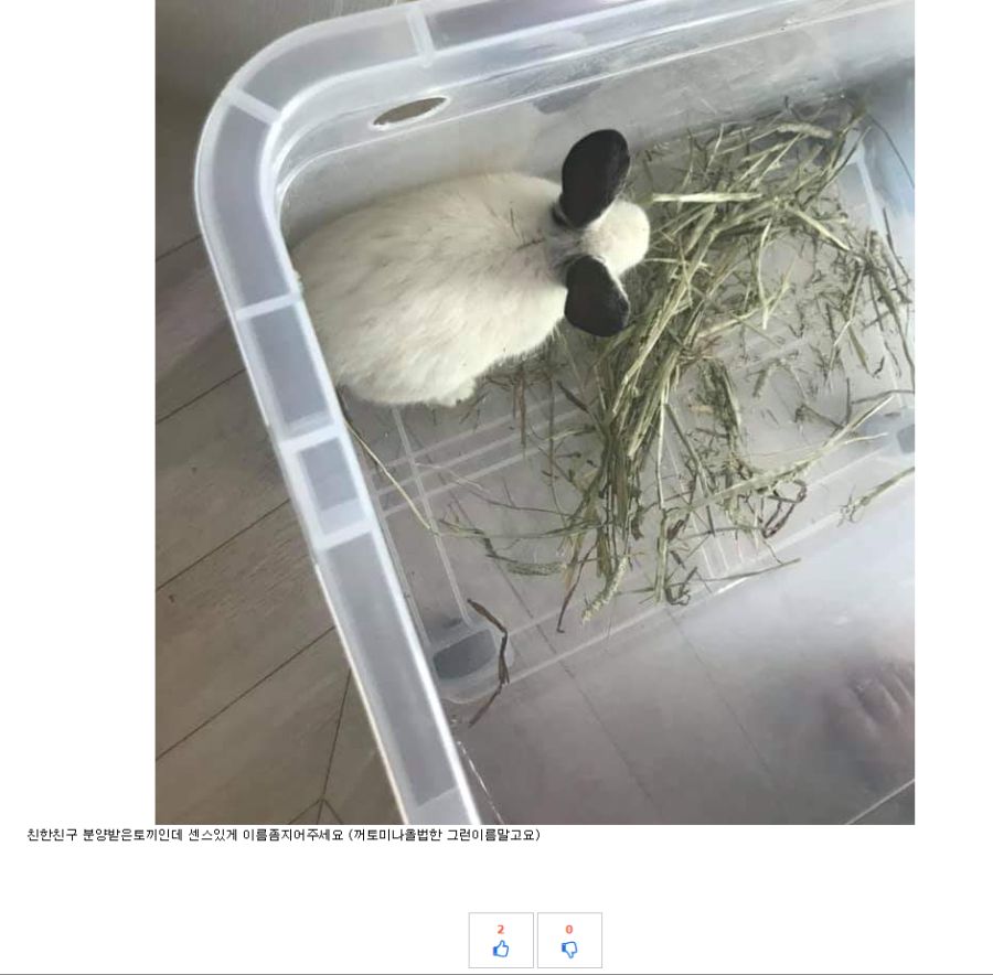님들 토끼 이름 추천좀.jpg_1.png