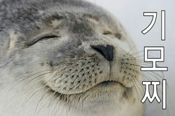 미소짓는 물개_1.png