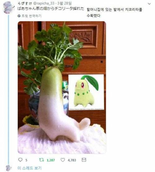 치코리타 얻음.jpg_1.jpg