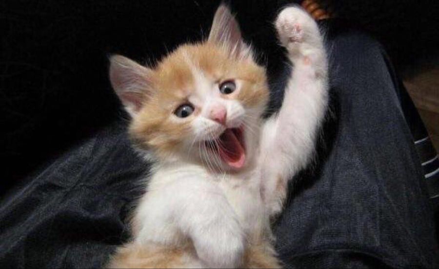 세상에서 가장 사악한 생물_11.jpg