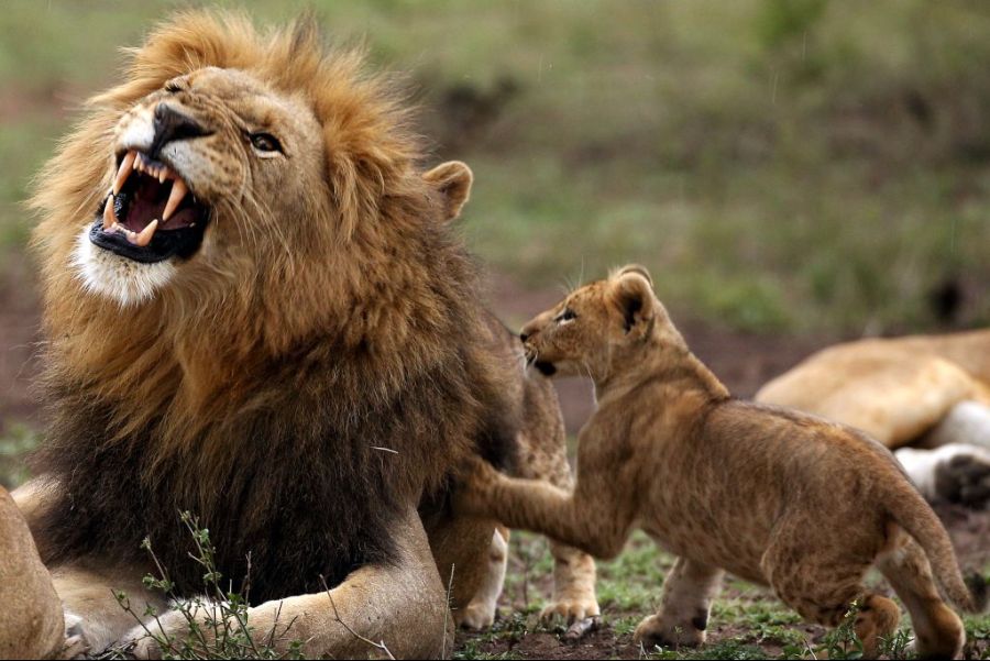 3_CATERS_LION_CUB_ANNOYS_DAD_04-1024x683.jpg