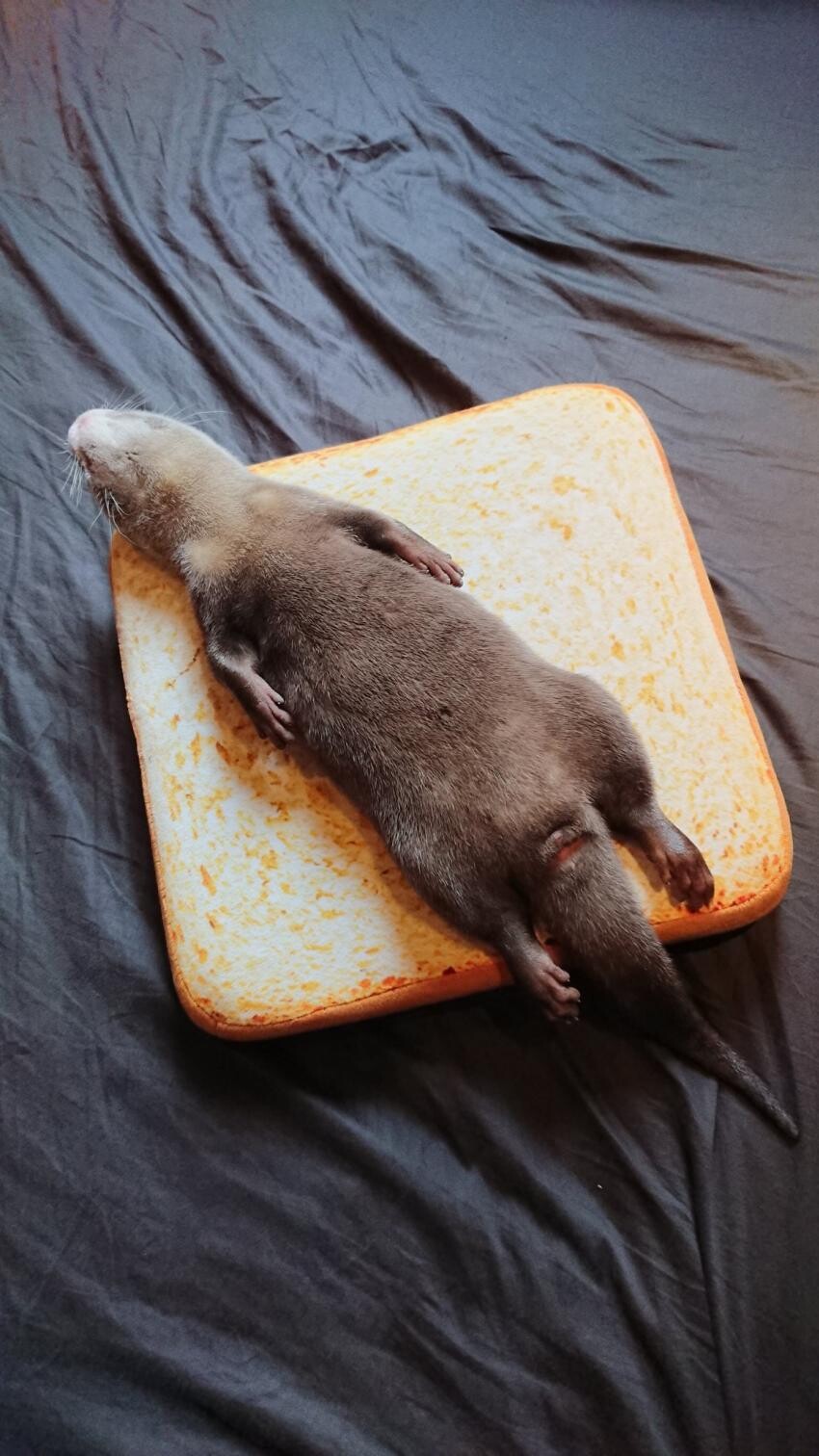 수달고기 샌드위치.jpg_2.jpg