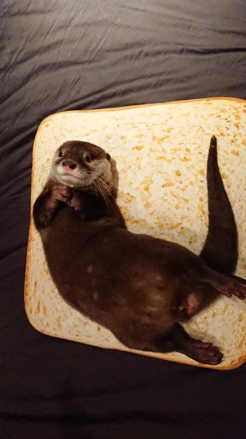 수달고기 샌드위치.jpg_3.jpg