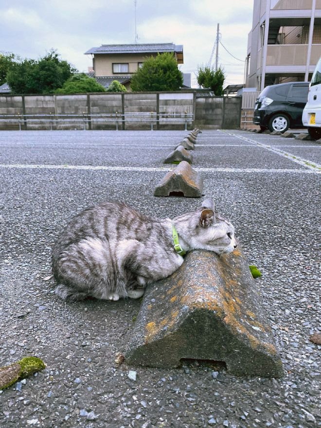 주차된 고양이들.jpg_1.jpg