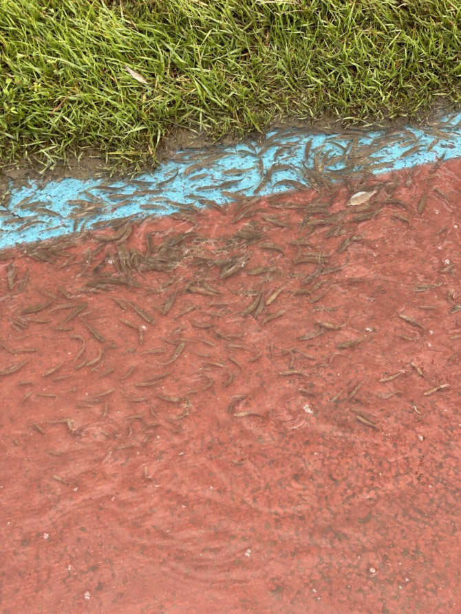 물에 잠겼던 대전 산책로 근황.jpg_2.jpg