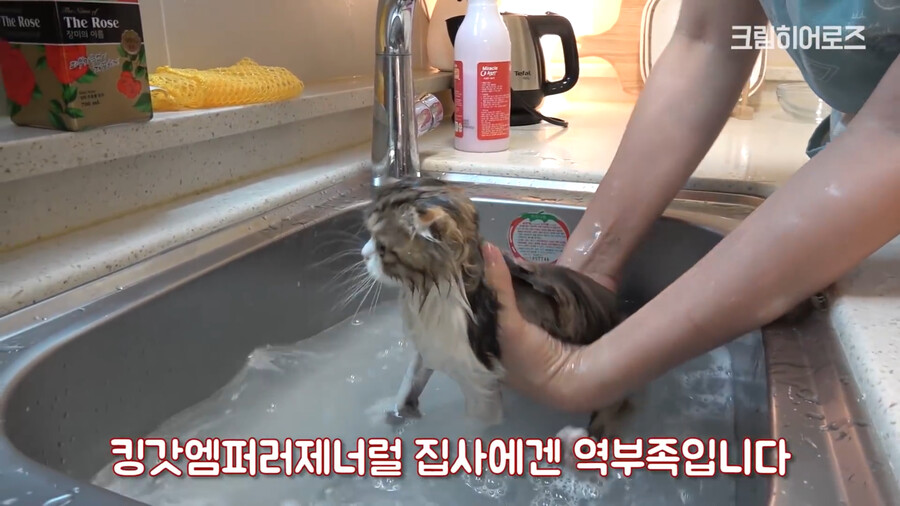 인방)고양이 목욕 타입_3.png