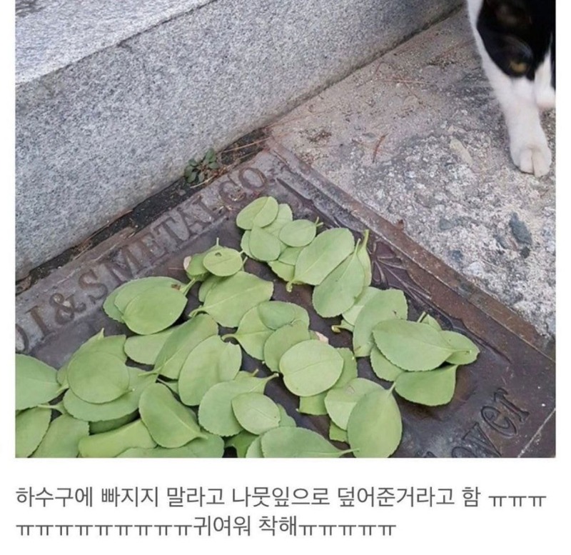 하수구에 빠지지 말라고 나뭇잎 덮어줌_1.jpg
