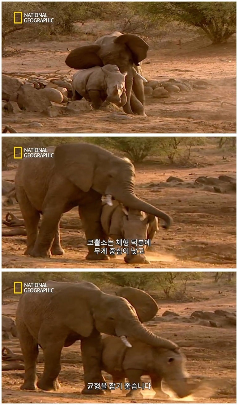 코뿔소 vs 코끼리_12.jpg