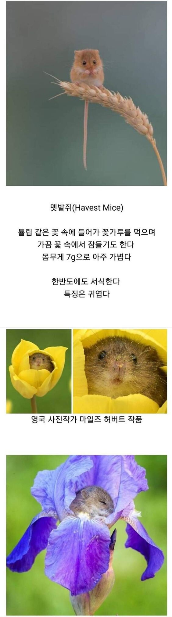한국에서 발견된 정말 작은 쥐.jpg_1.jpg