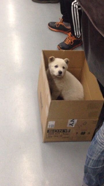 지하철에서 만난 아기 백구.JPG_1.jpg