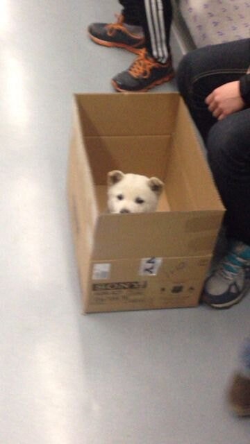 지하철에서 만난 아기 백구.JPG_2.jpg