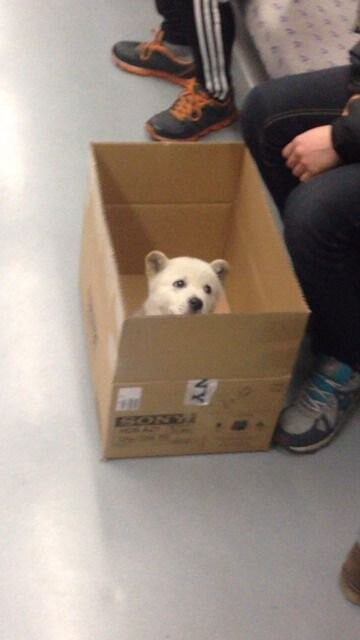 지하철에서 만난 아기 백구.JPG_4.jpg