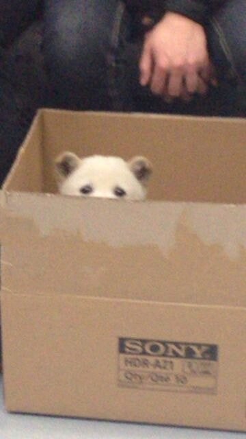 지하철에서 만난 아기 백구.JPG_5.jpg