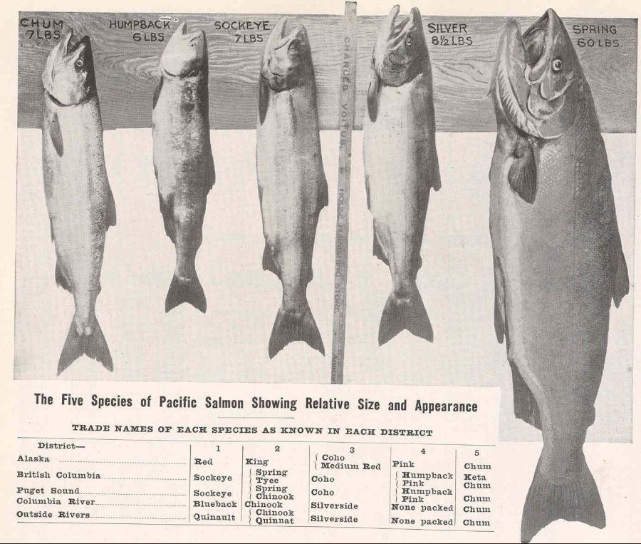 FMIB_45285_Five_Species_of_Pacific_Salmon_Showing_Relative_Size_and_Appearance.jpeg