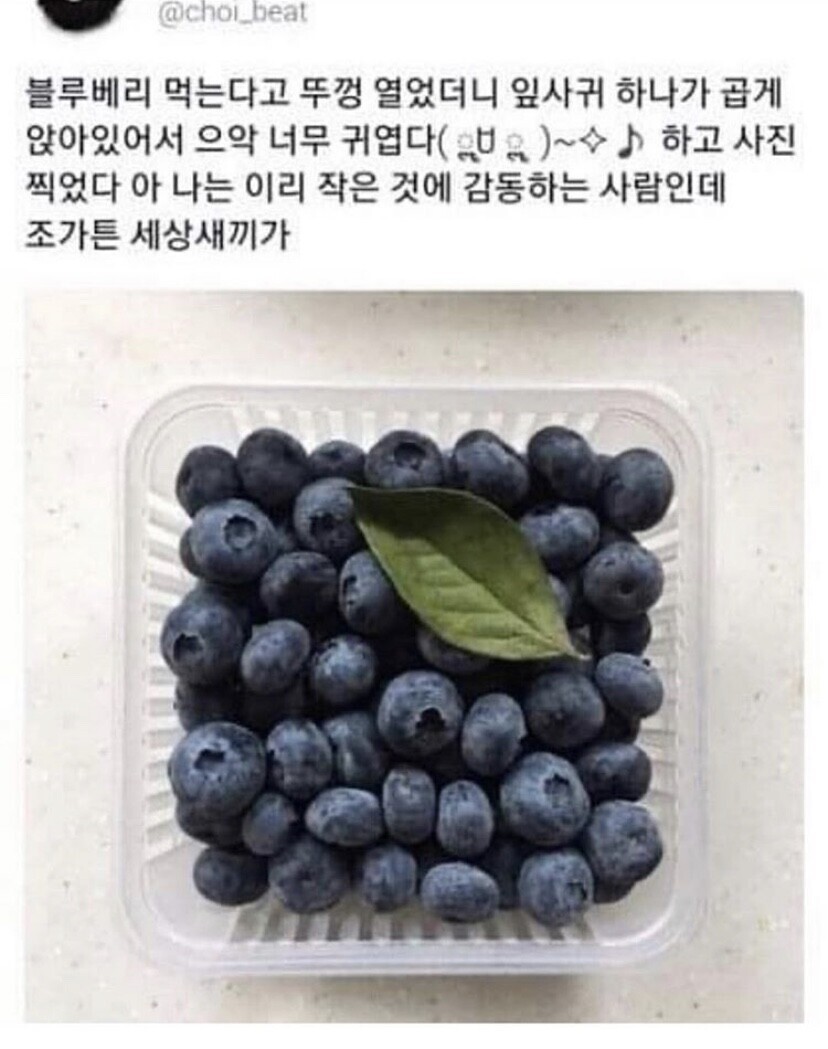 블루베리 급발진.jpg_1.jpg