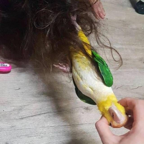 앵무새랑 머리채잡고 싸움_2.jpeg