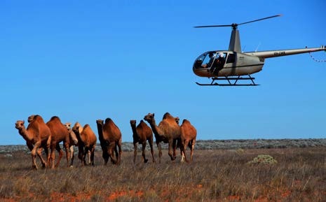 영국놈들이 호주에 가져온 재앙_14.jpg