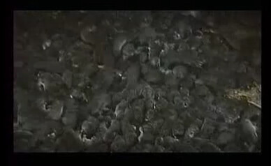 약혐) 영화 마루타 고양이 장면의 진실_3.png
