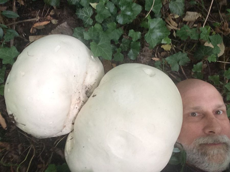 Giant_Puffball_with_Head.jpg