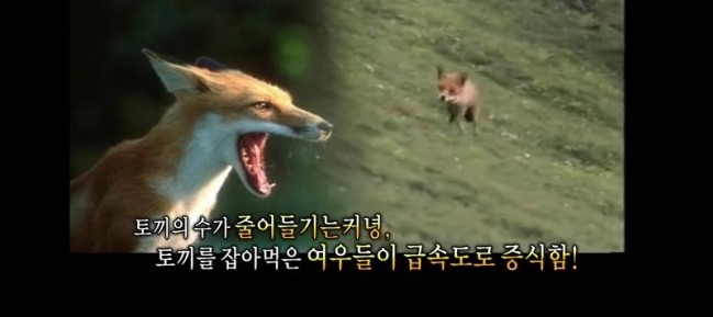 약혐)영국 때문에 실시간으로 호주를 초토화시키고 있는 동물들.jpg_9.jpg