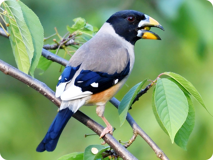 Laptick_Yellow-billed Grosbeak 2.png