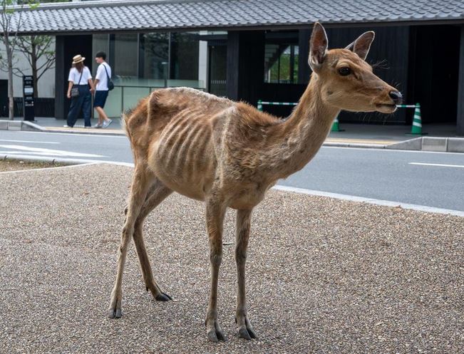 Nara-Deer-Starving-Coronavirus-Photo.jpg