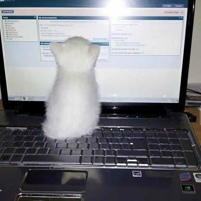고양이 뒷통수 짤 구함_9.jpeg