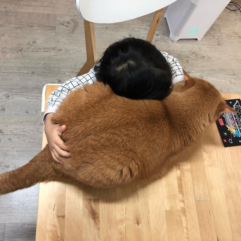 고양이 쿠션_1.jpg