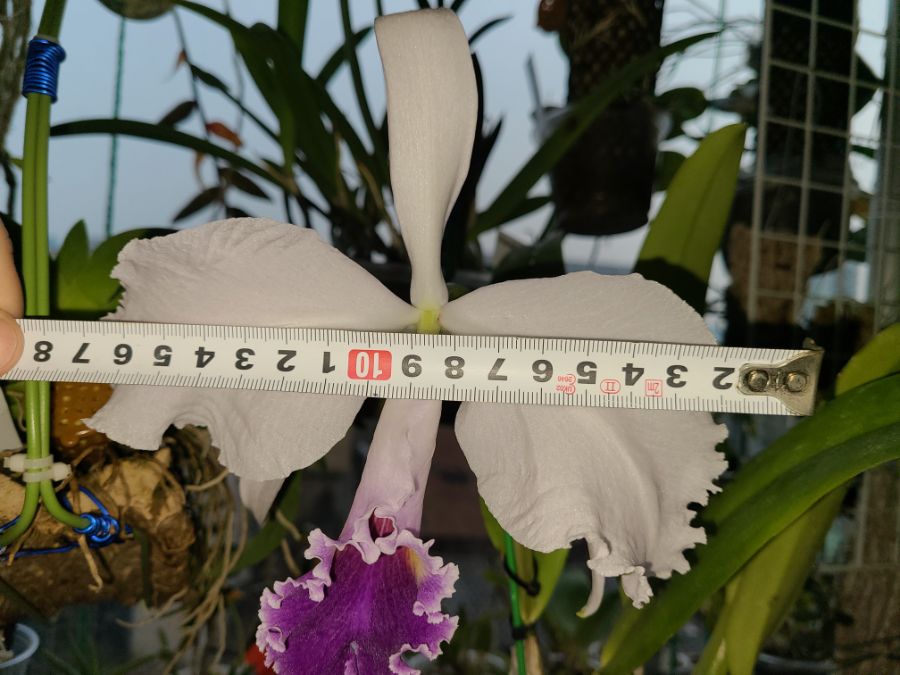 확실히 무지 큽니다._2.jpg