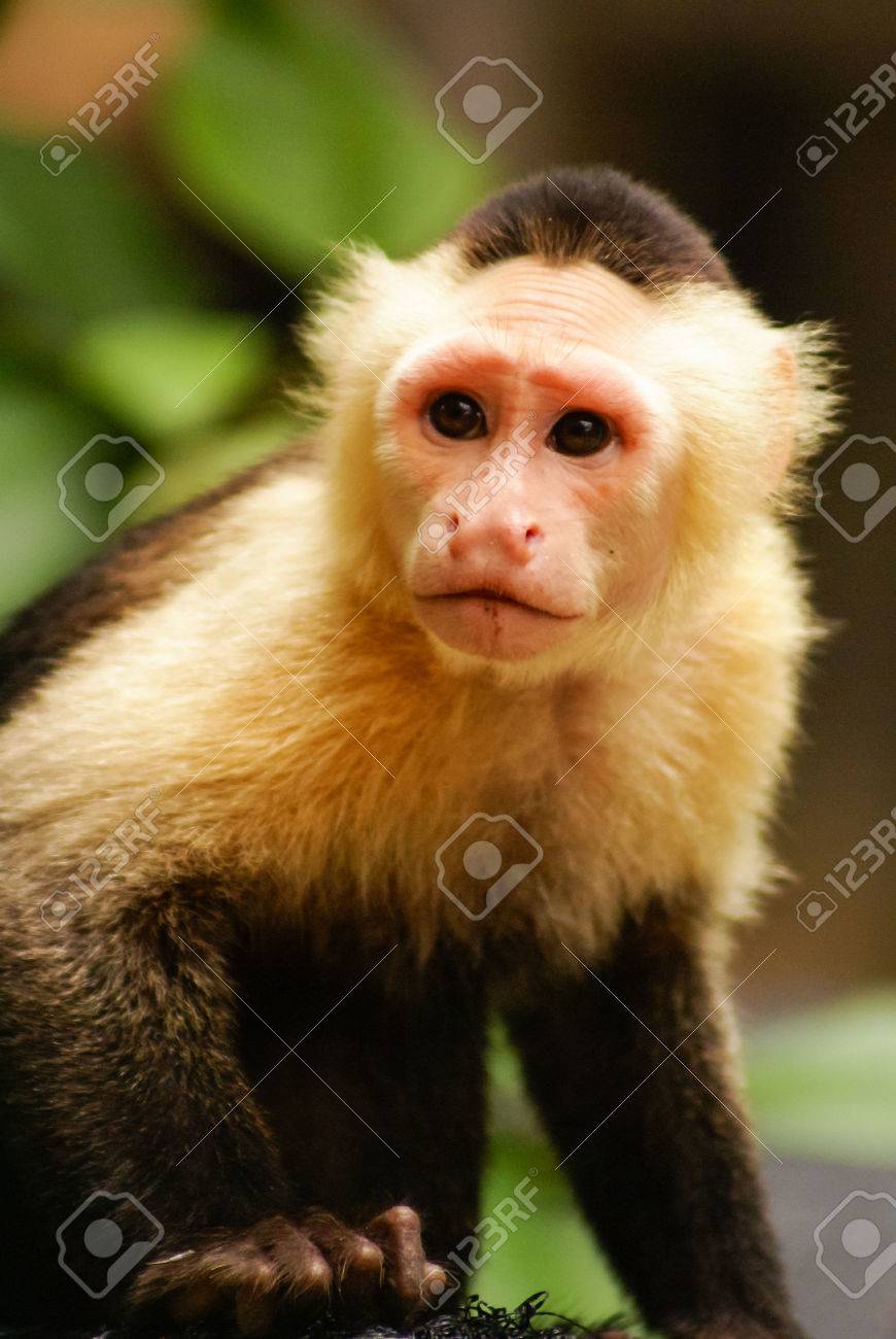 25188173-그의-눈-원숭이-표현-콜롬비아-아마존.jpg