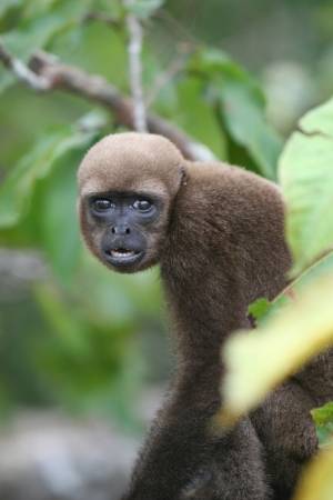 15857785-아마존-열대-우림의-강을-따라-나무에있는-털-복숭아-원숭이.jpg