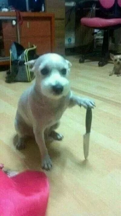 세계최초 얀데레 강아지_1.jpg