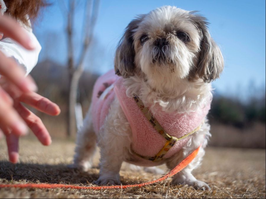 Common_Shih_Tzu.png