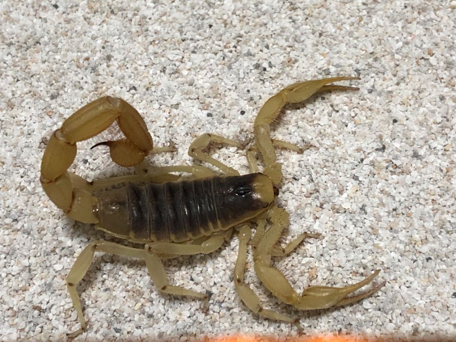 데저트 헤어리 사막 전갈 Hadrurus Arizonensis
