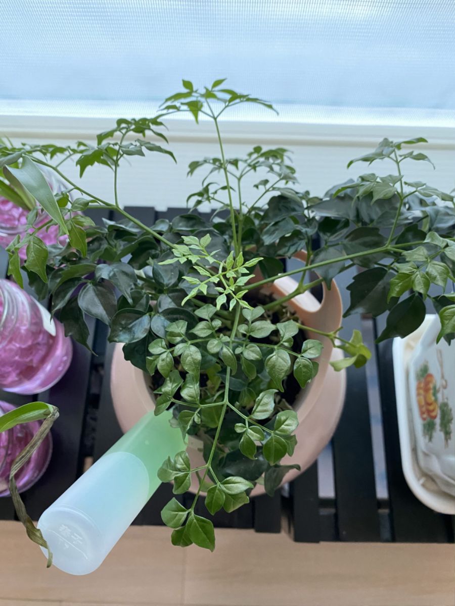 두달 정도 키웠는데 죽어가는것 같습니다 살수 있는 방법 부탁드립니다_1.jpg