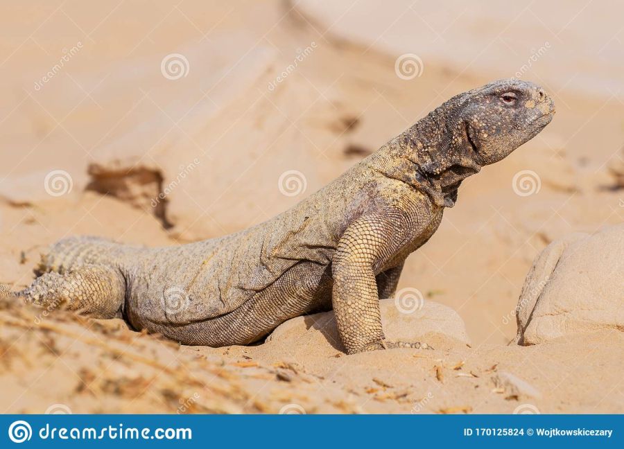 spiny-tailed-lizards-arabian-black-head-desert-lizard-reptile-animal-standing-rock-background-al-qudra-lakes-dubai-spiny-170125824.jpg