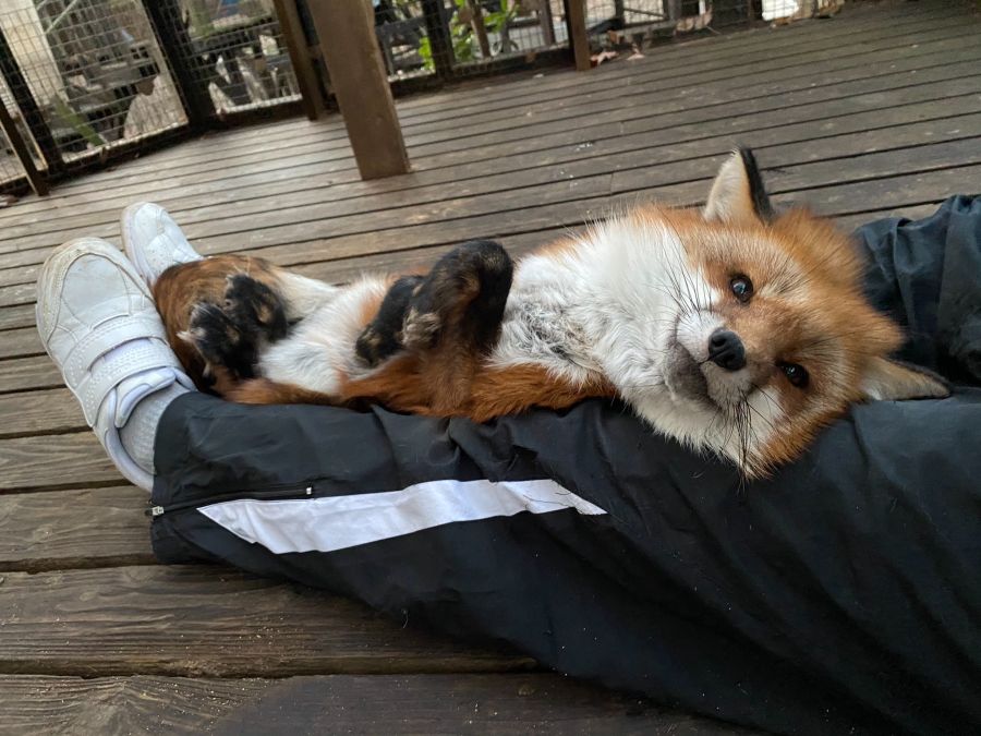 사람 홀리는 짓을 왜 여우같다고 할까?.fox_1.jpg
