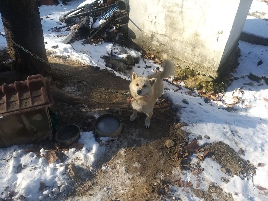 시골 강아지_4.jpg