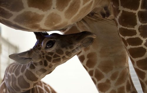 giraffe_100412~7.jpg