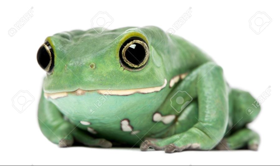 9564040-waxy-monkey-leaf-frog-phyllomedusa-sauvagii-in-front-of-white-background.jpg