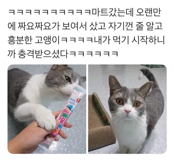 집사가 내 간식을 뺏어먹었다_1.jpg