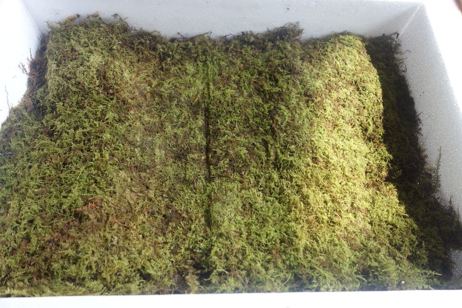 강원도 장뇌삼입니다~_1.jpg