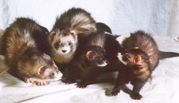 각 동물 별 무리 이름_6.jpg