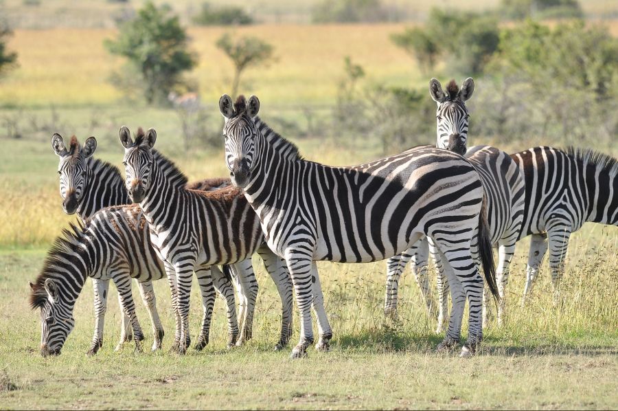 각 동물 별 무리 이름_7.jpg