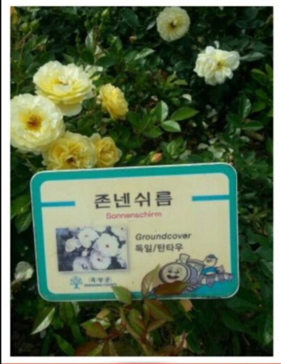독일장미 이름 '존넨쉬름'의 꽃말은???_1.jpg