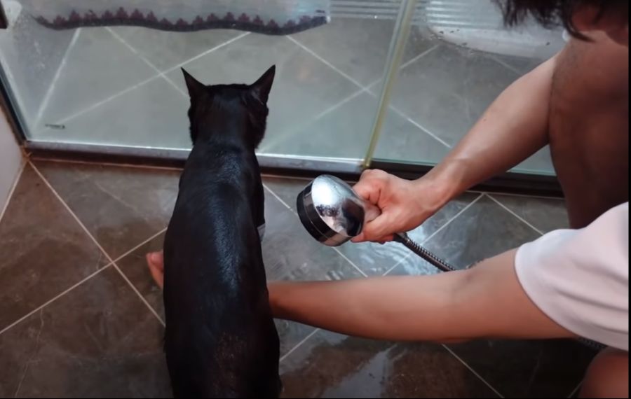 ㄹㅇ SSR 고양이_3.png