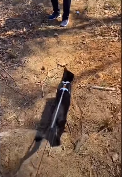 ㄹㅇ SSR 고양이_4.png