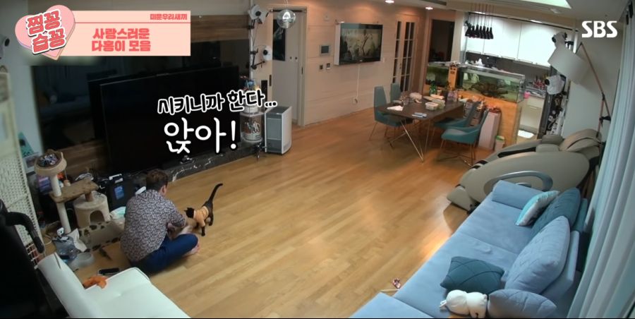 ㄹㅇ SSR 고양이_5.png