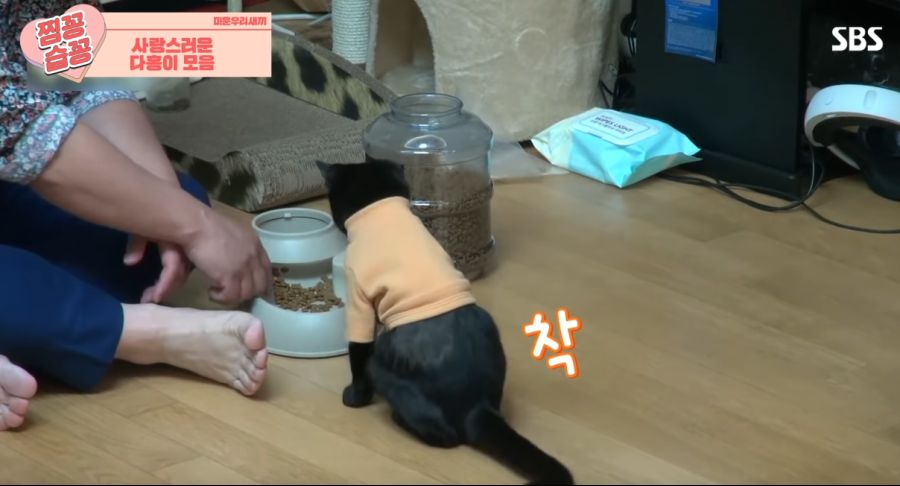 ㄹㅇ SSR 고양이_7.png