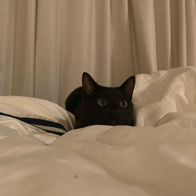 ㄹㅇ SSR 고양이_8.jpg